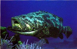 jewfish.jpg (45650 bytes)